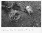 To Lie With My Hands Turned Up and Be Utterly Empty (After Sylvia Plath\'s \'Tulips\', 1961), 2011 